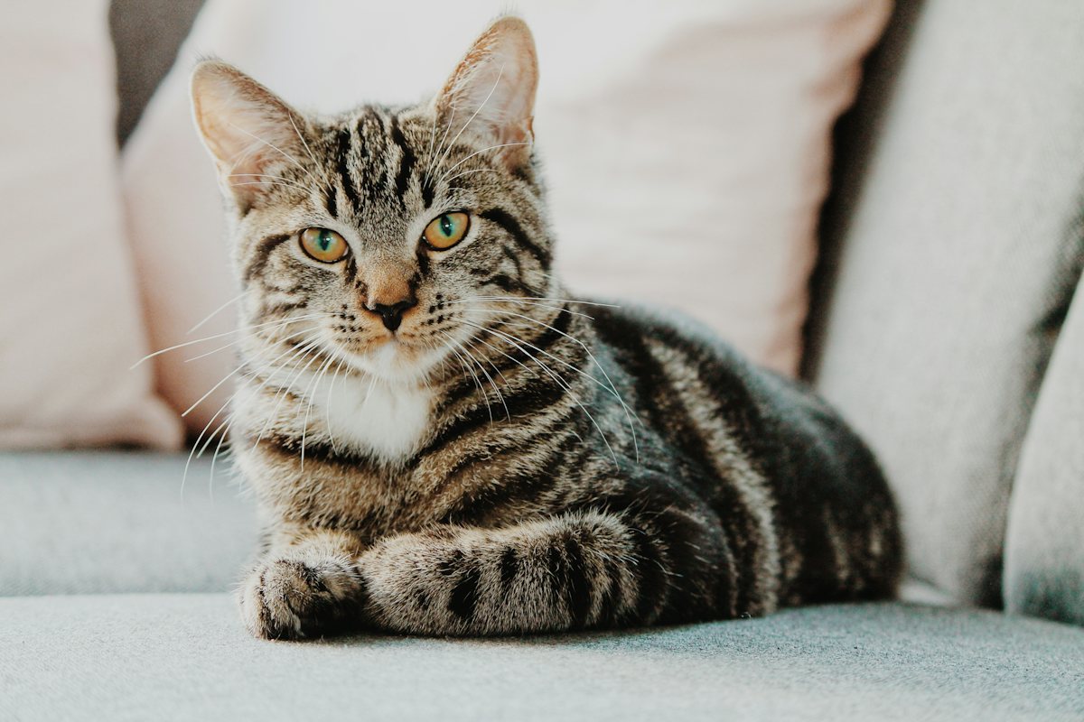 A tabby cat resting at home