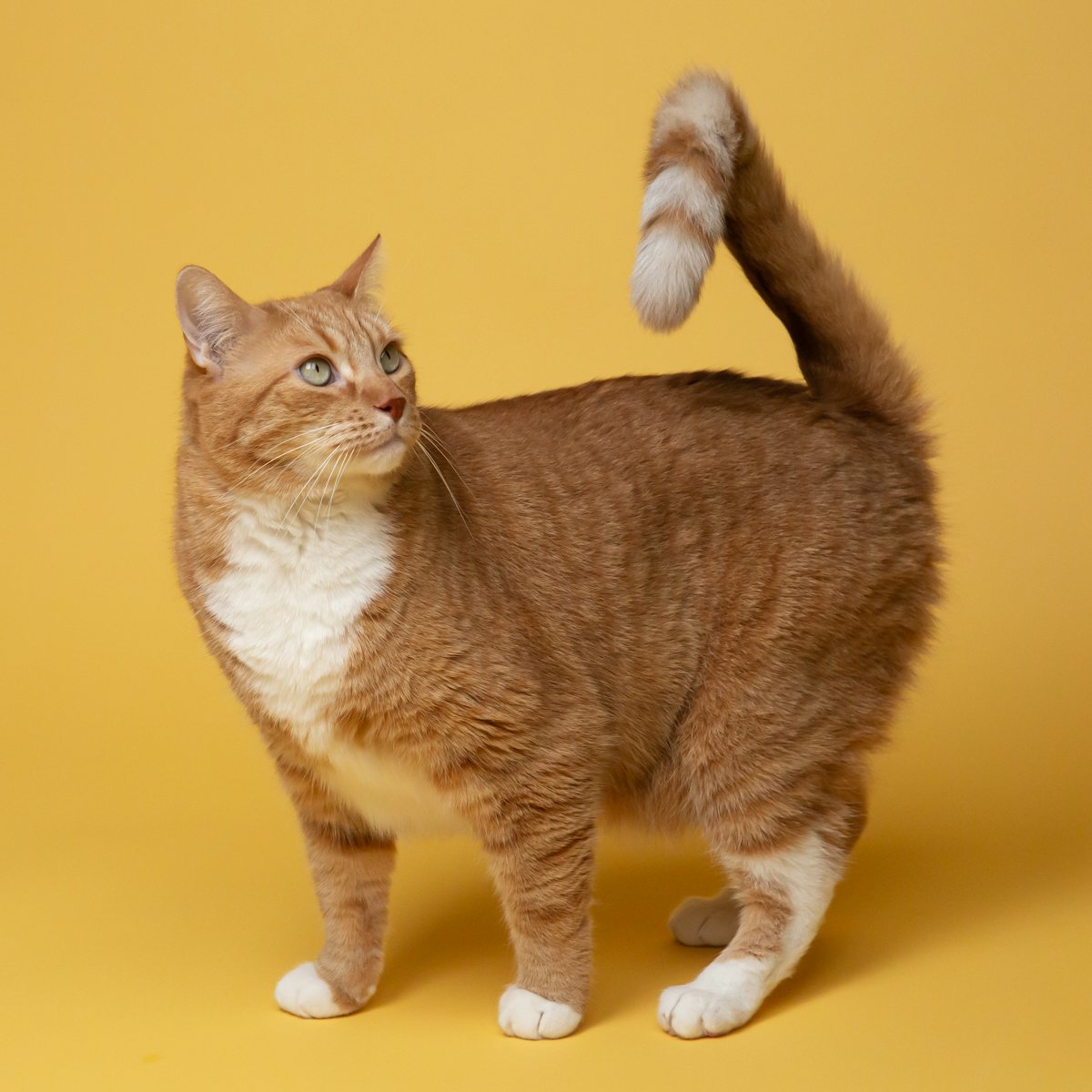 A ginger cat stretching