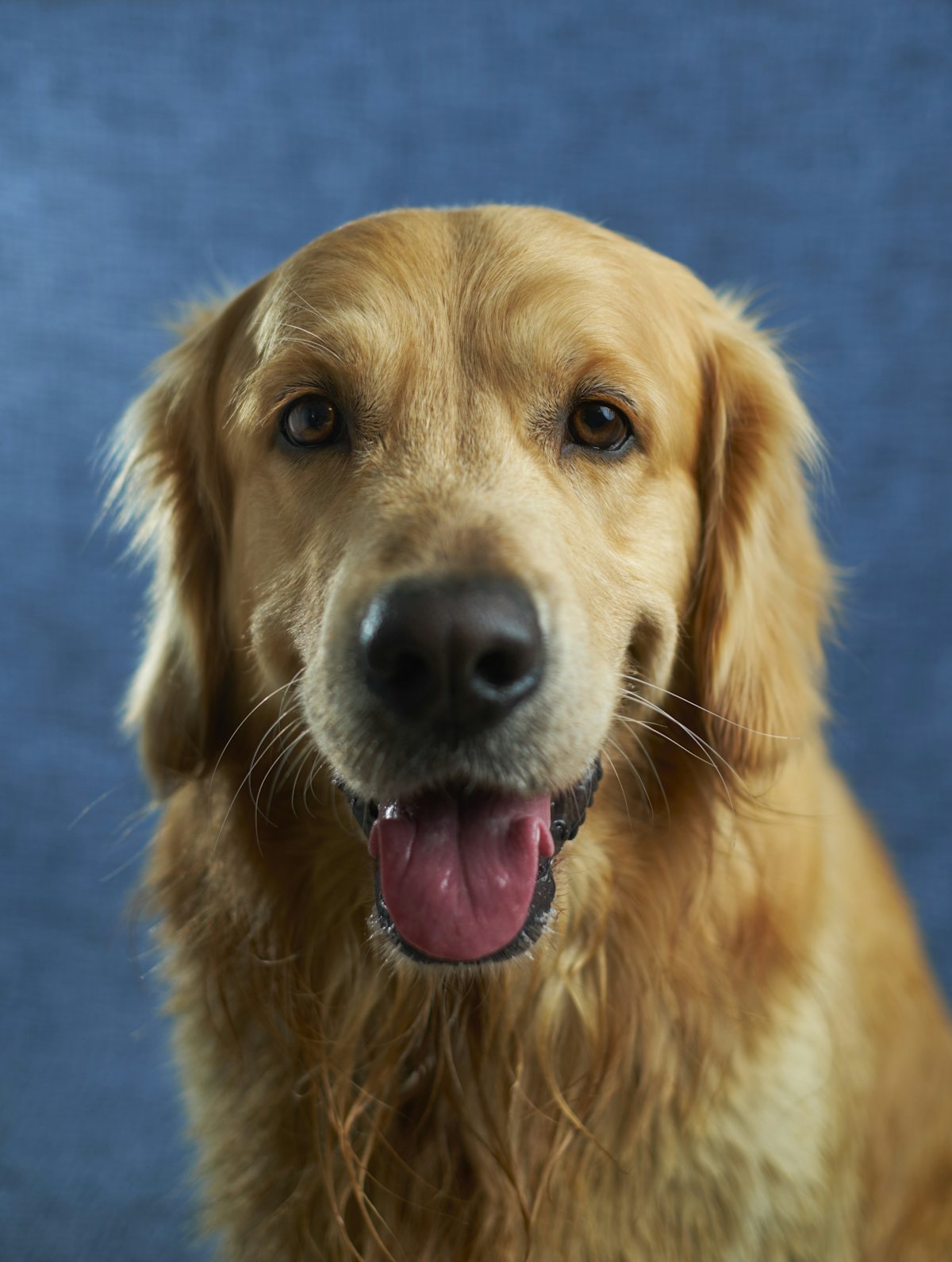 A golden retriever outdoors