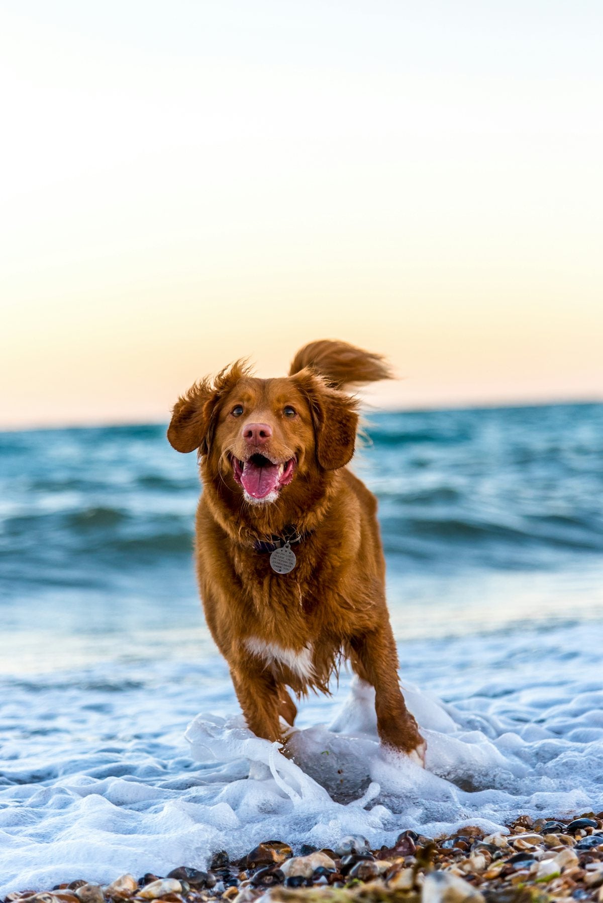 A retriever running through the surf